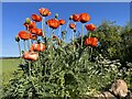 Red Poppies on an old Field Wall at Birnieknowes