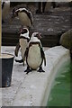 Penguins, Cotswold Wildlife Park