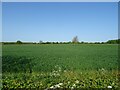 Cereal crop near Greenway Farm