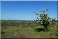 SE1751 : Hawthorn bush beside Askwith Moor Road by DS Pugh