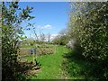 Path through the allotments