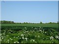 Cereal crop beside Eye Road