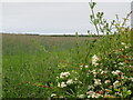 The edge of a field of Rye