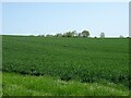 Cereal crop off the B1077