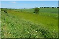 Stream dividing the fields