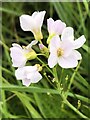 Cuckooflower