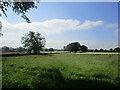 Grassland at Leysters