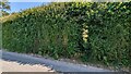 Overgrown gap in hedge to footpath