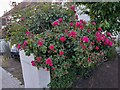 Rosebush on Rannock Avenue, Kingsbury