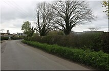SP5615 : Fencott Road, Charlton-on-Otmoor by David Howard