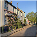 Roses on Prospect Row