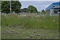 Flowers on the central reservation