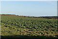 Field of crops