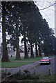 Trees in Yockley Close