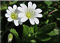 Field Mouse-ear (Cerastium arvense)