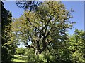 Walnut tree at Nettlestead Place