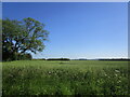 Wheatfield off Greenfield Lane