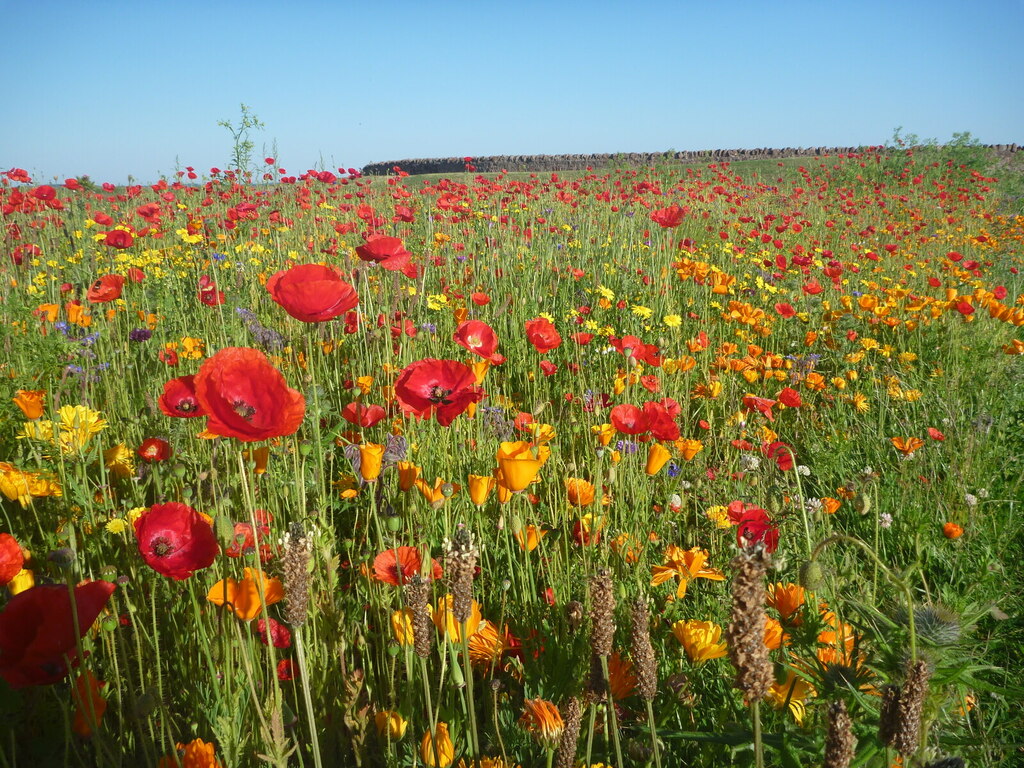 East Lothian Townscape Wildflower Bed © Richard West Geograph