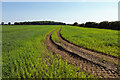 Tracks in a field