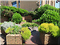 Sensory garden with herbs, Royal Hospital for Neuro-Disability