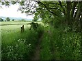 Old sunken path between hedges