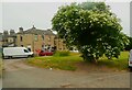 A large elder tree, Lockwood Street, Raw Nook, Low Moor