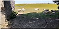 Sheep beside barn in field on NE side of A65, SE of Long Preston