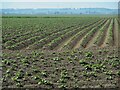 Potato crop