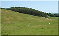 Sheep in pasture near Wollrig