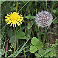 NT2915 : A dandelion flower and seed head by Walter Baxter