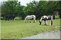 Canalside grazing south-west of Hixon in Staffordshire