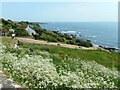 A patch of cow parsley