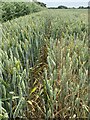 Field of wheat