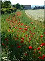 Field edge poppies