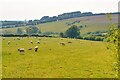 Challacombe : Grassy field & sheep