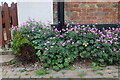 Flower bed on Main Road, Drayton Parslow