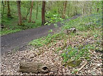 SE1336 : Trail through Northcliffe Woods by Mel Towler