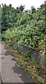 Overgrown bank, Pilton Vale, Newport