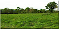 Field by Beaulieu Wood sewage works