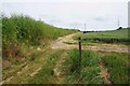 TL5241 : Hemlock Hedge by Footpath 5 by Glyn Baker
