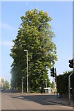 TL4558 : Trees on Parkside, Cambridge by David Howard