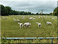 S4840 : Grazing Sheep by kevin higgins