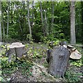 SP3876 : Conservation or ecocide? Felling trees at Piles Coppice by A J Paxton