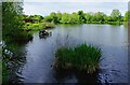 Stack Pool, Springfield Park, Kidderminster, Worcs