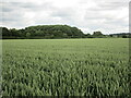 Wheat field and Wellingore Gorse