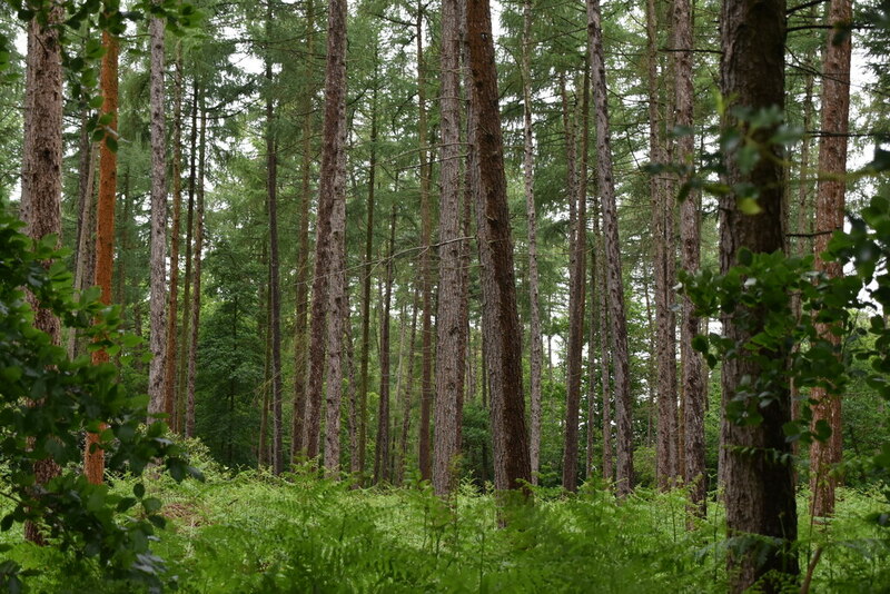 twelve-acre-wood-n-chadwick-geograph-britain-and-ireland