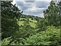 Fields near Cwm Isaf