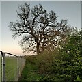 SP2880 : Oak tree by building site fence, Pickford by A J Paxton