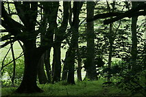 HU3954 : Trees in the main plantation at Kergord by Mike Pennington