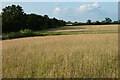 Grassland, White Waltham